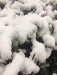绒雪