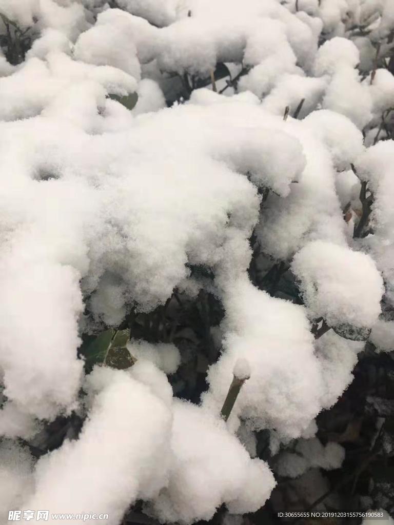 绒雪