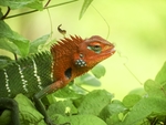 蜥蜴