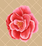 花朵