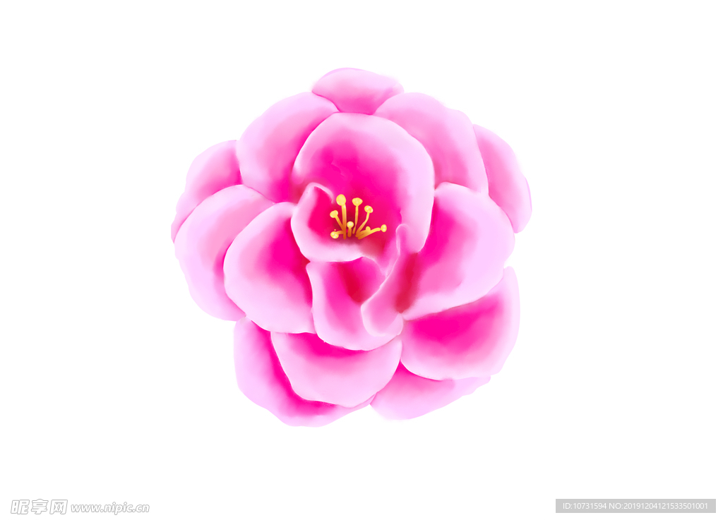 山茶花