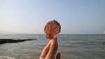 海边粉色贝壳