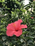 鲜花