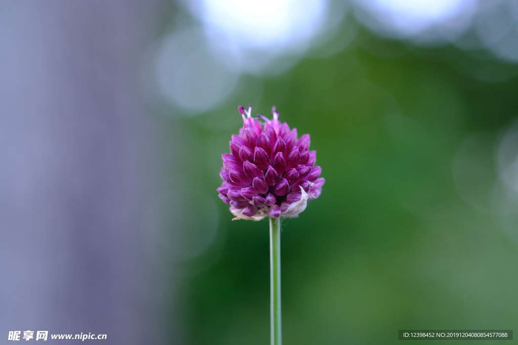 红三叶草花