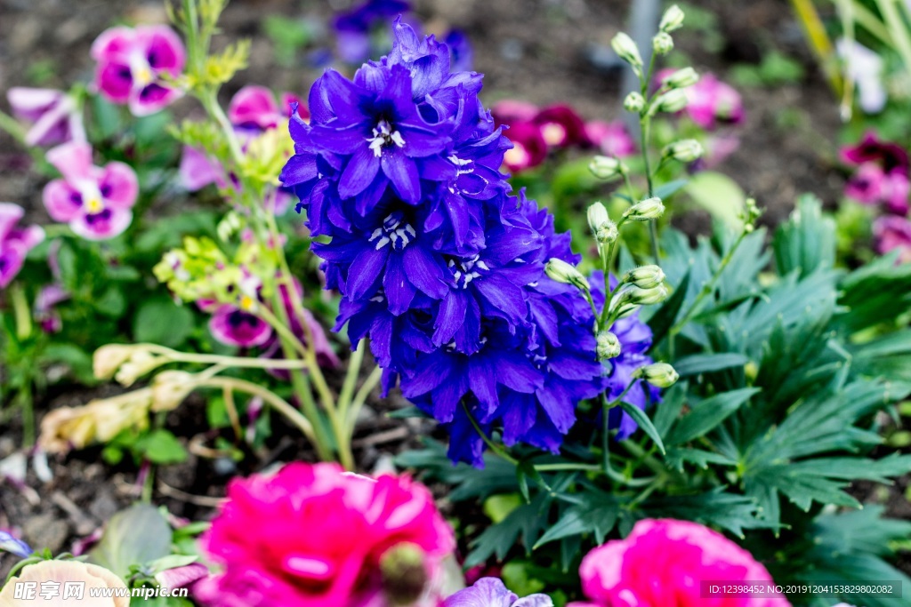风信子鲜花