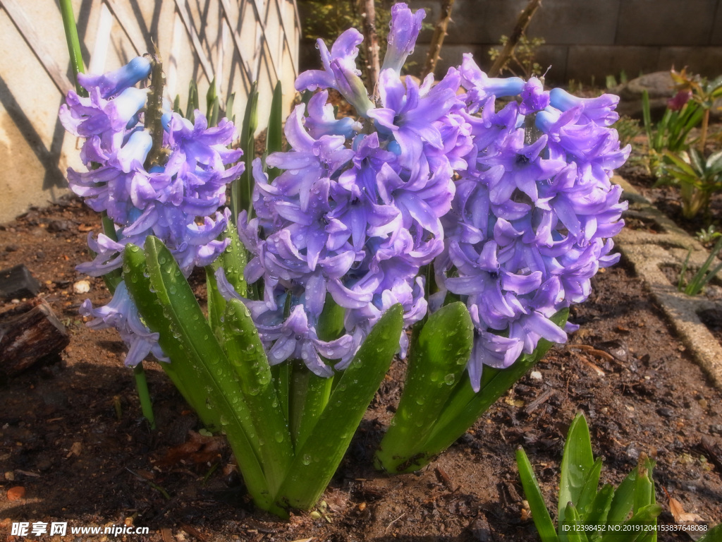 风信子鲜花