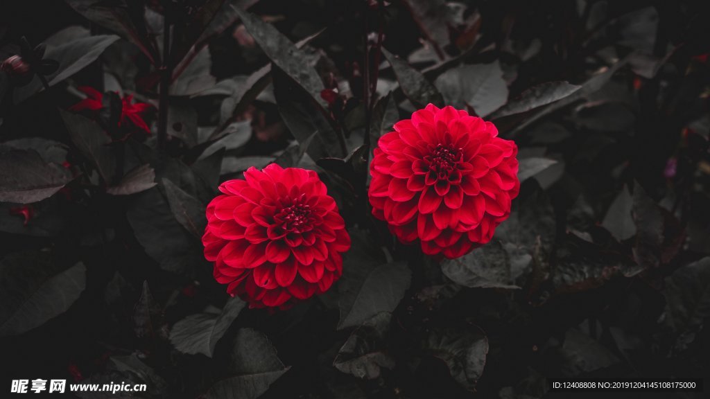 花