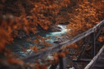 森林 树木 树叶 河流 风景