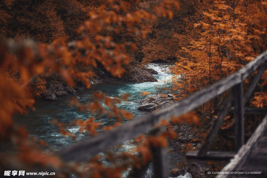 森林 树木 树叶 河流 风景