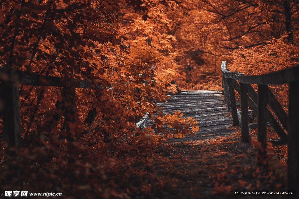 森林 小路 树叶 木桥 风景