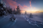 森林 大雪 松树 夕阳 风景