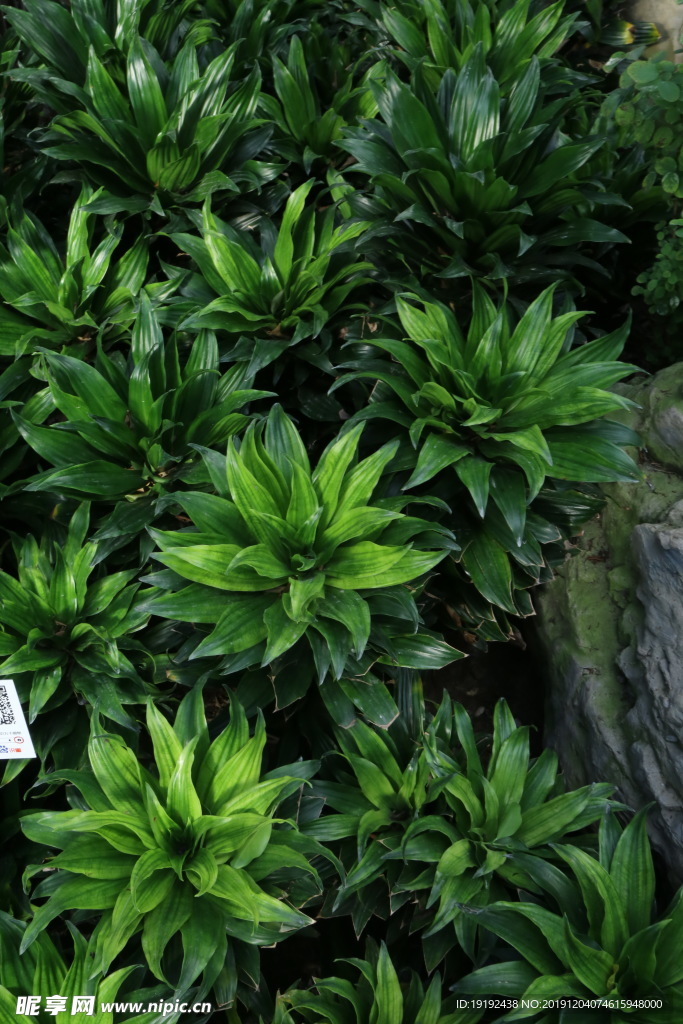 观叶植物