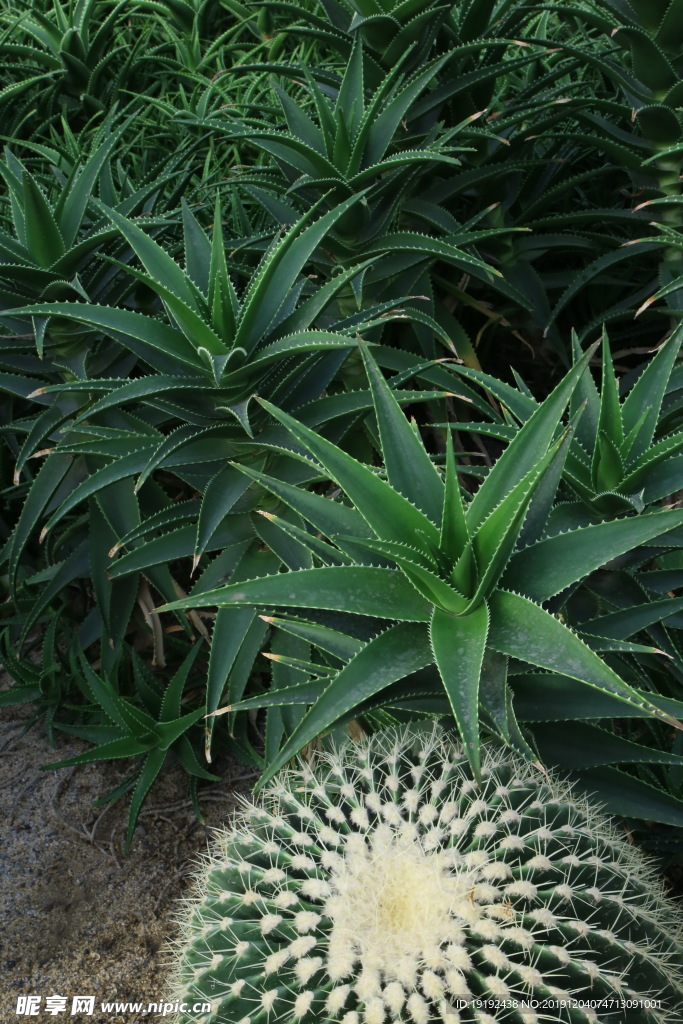 不夜城芦荟