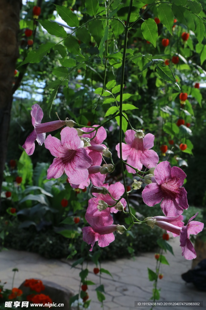 非洲凌霄花