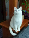 招财猫
