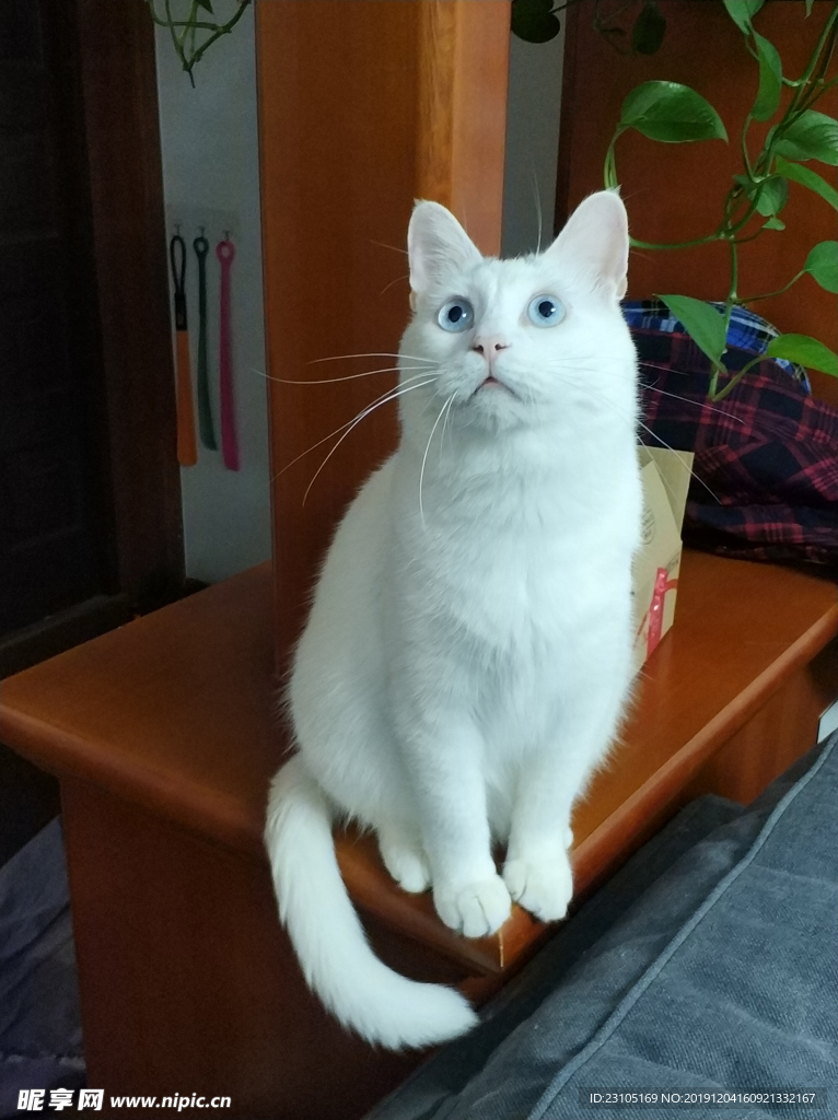 招财猫