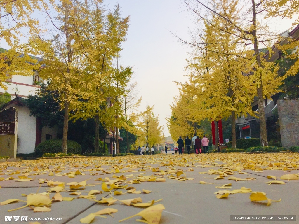 银杏树