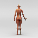 女性人体