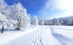 冬天 雪地  美景 白色