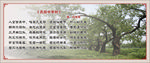 杏园中枣树