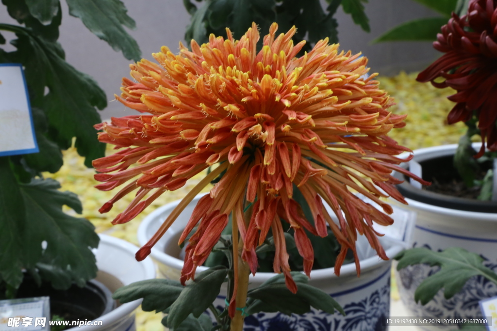 菊花