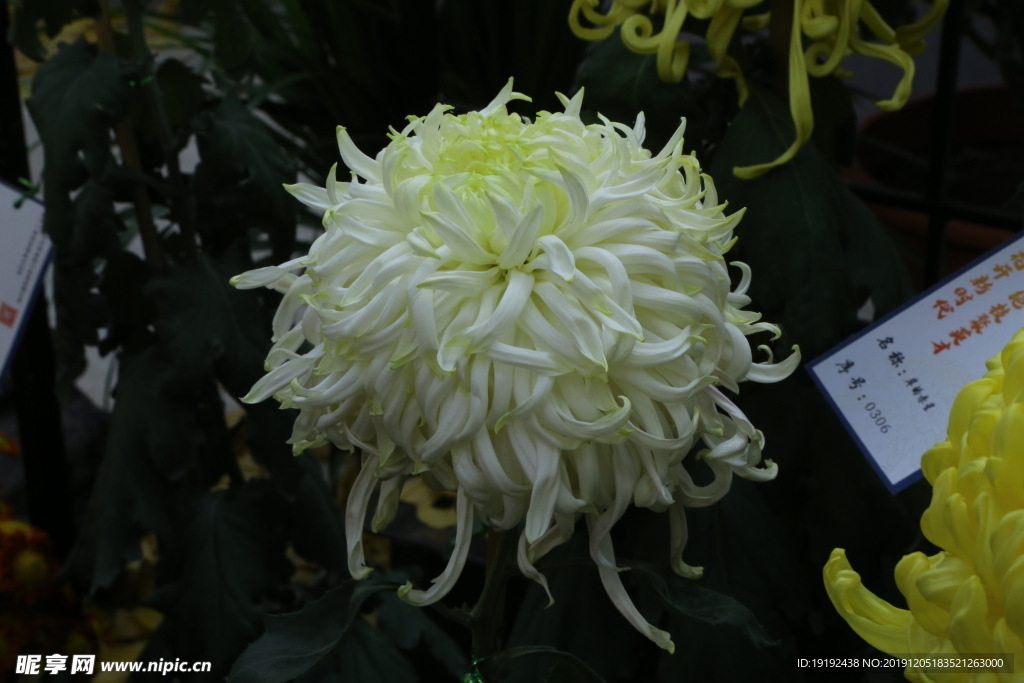 菊花