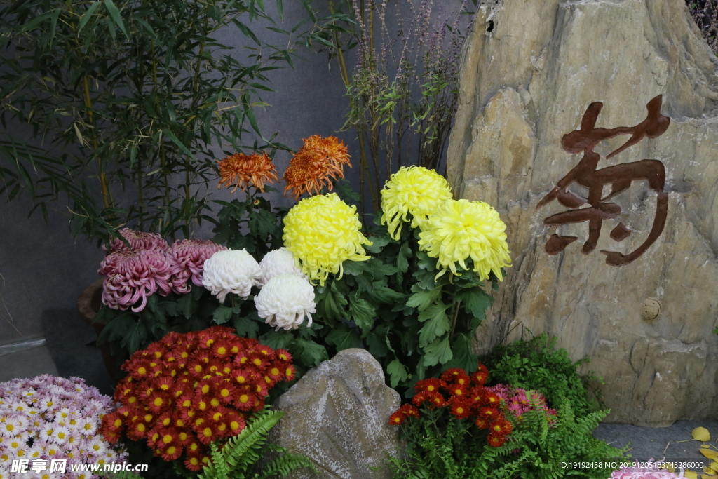 菊花