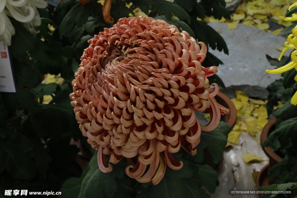 菊花