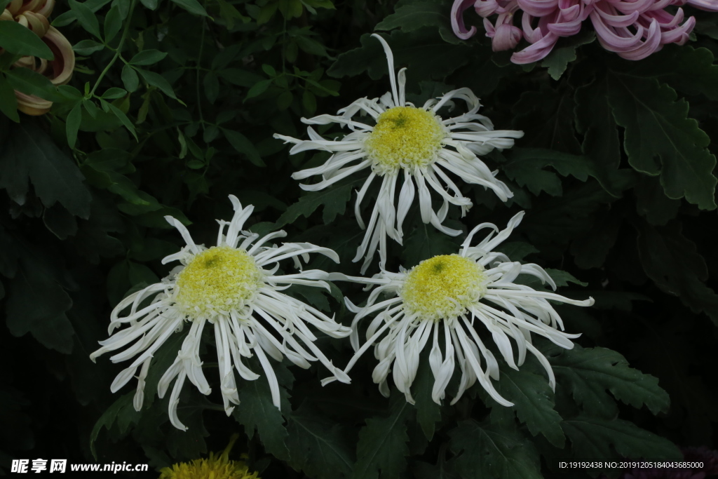 菊花