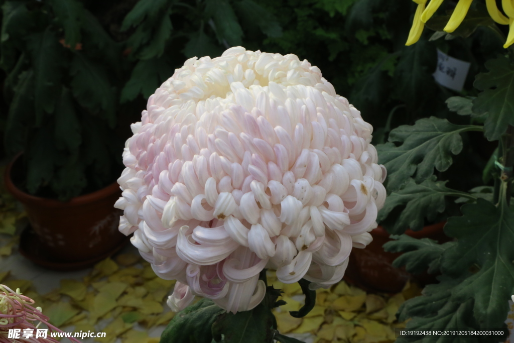 菊花