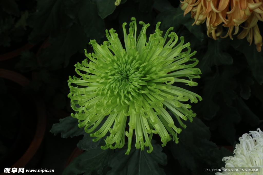 菊花