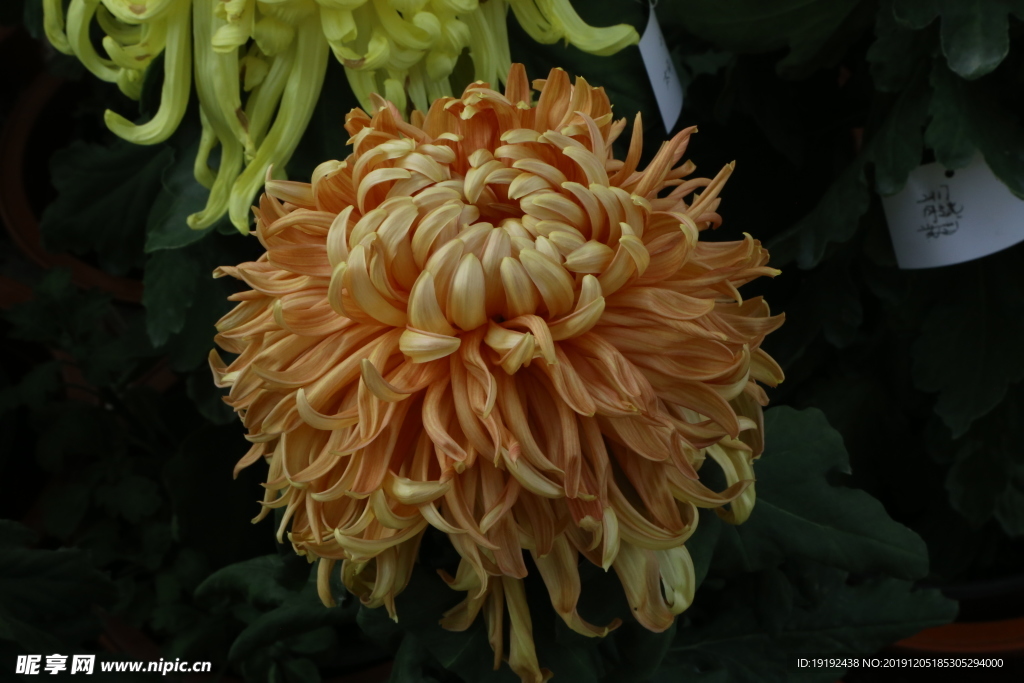 菊花