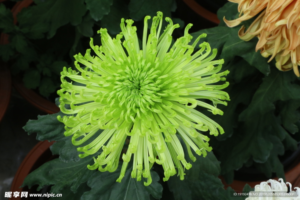 菊花