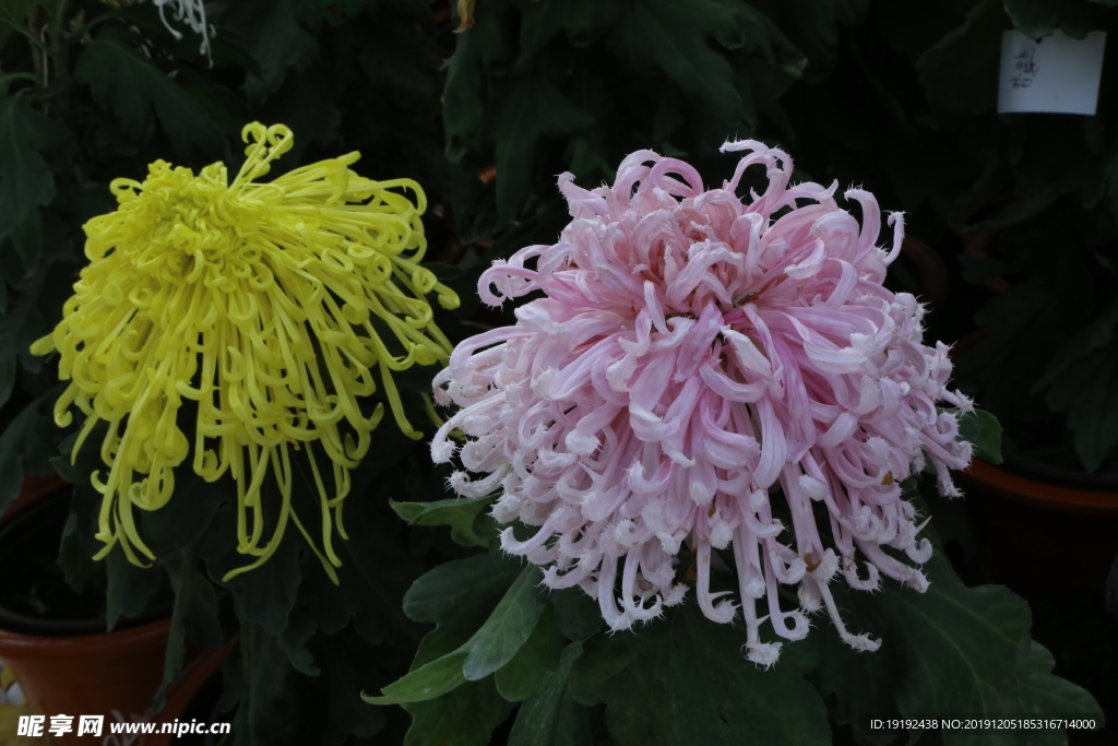 菊花
