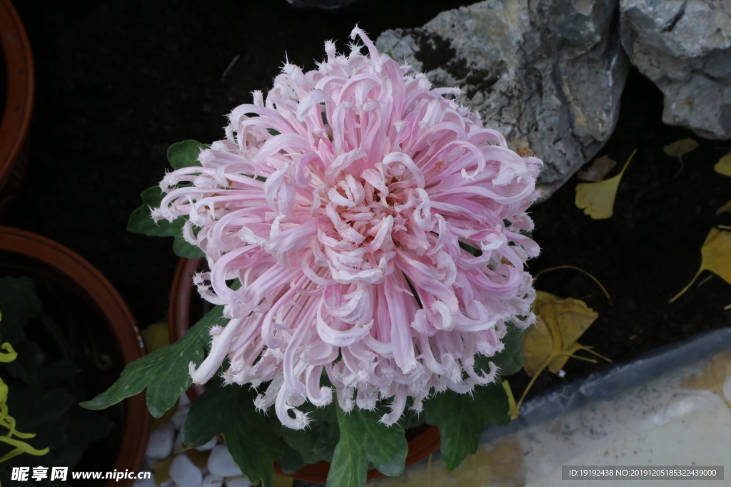 菊花