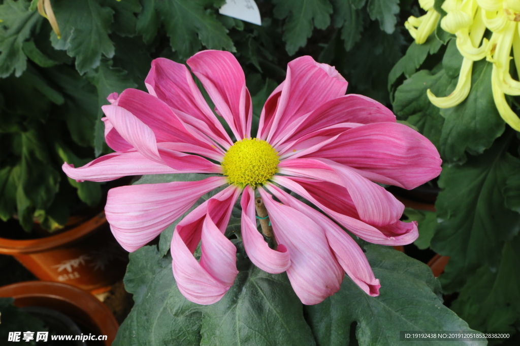 菊花