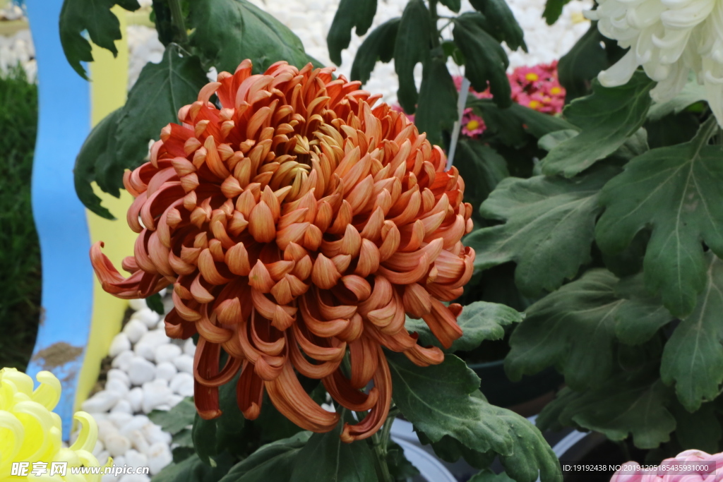 菊花