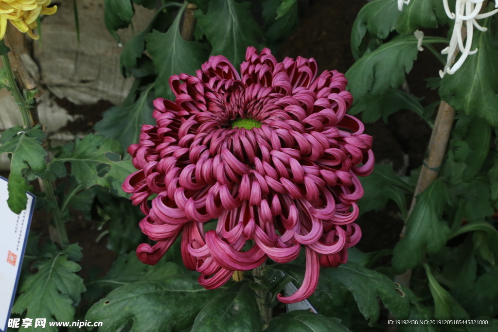 菊花
