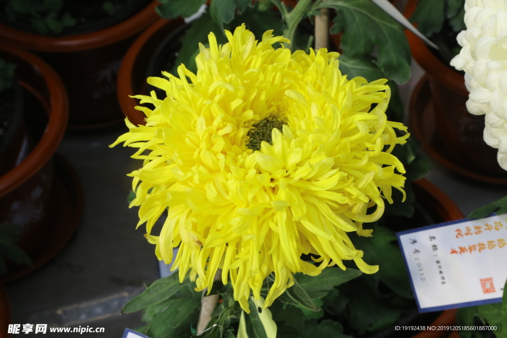 菊花