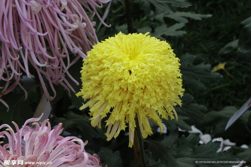 菊花