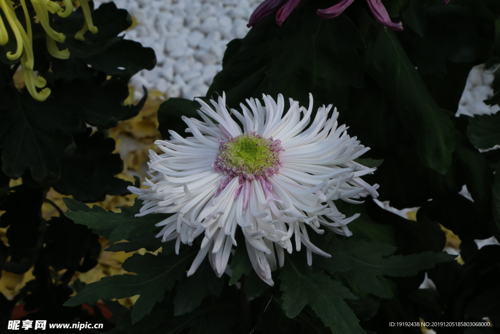 菊花