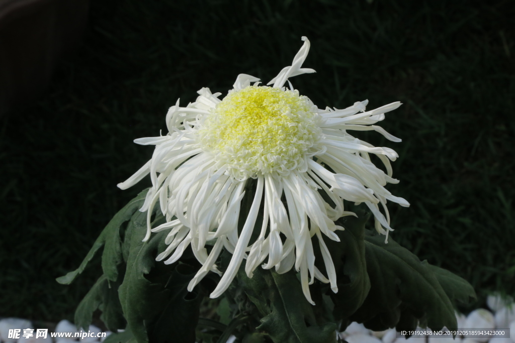 菊花