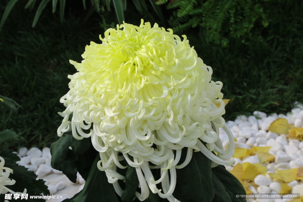菊花