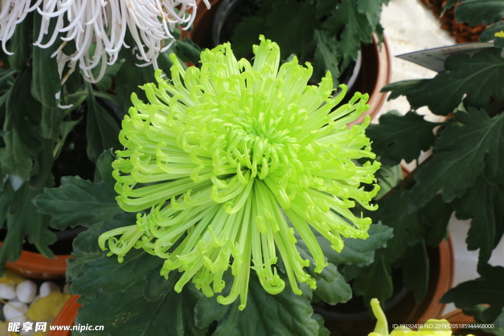 菊花