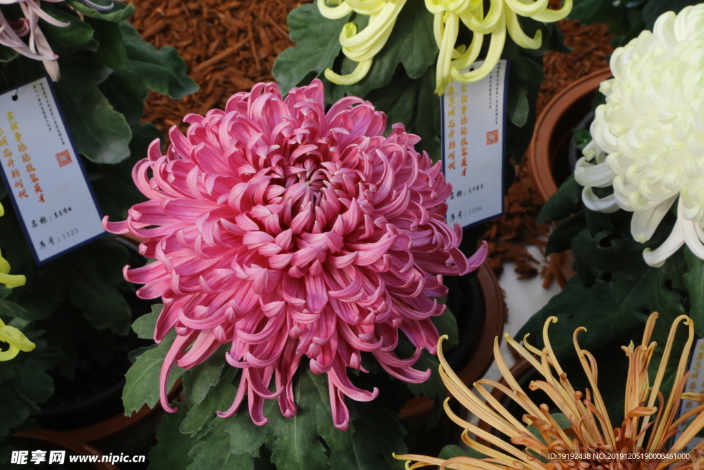 菊花