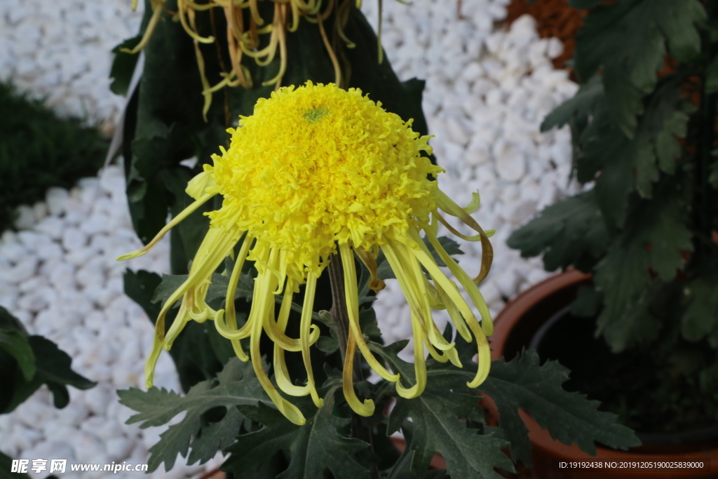 菊花