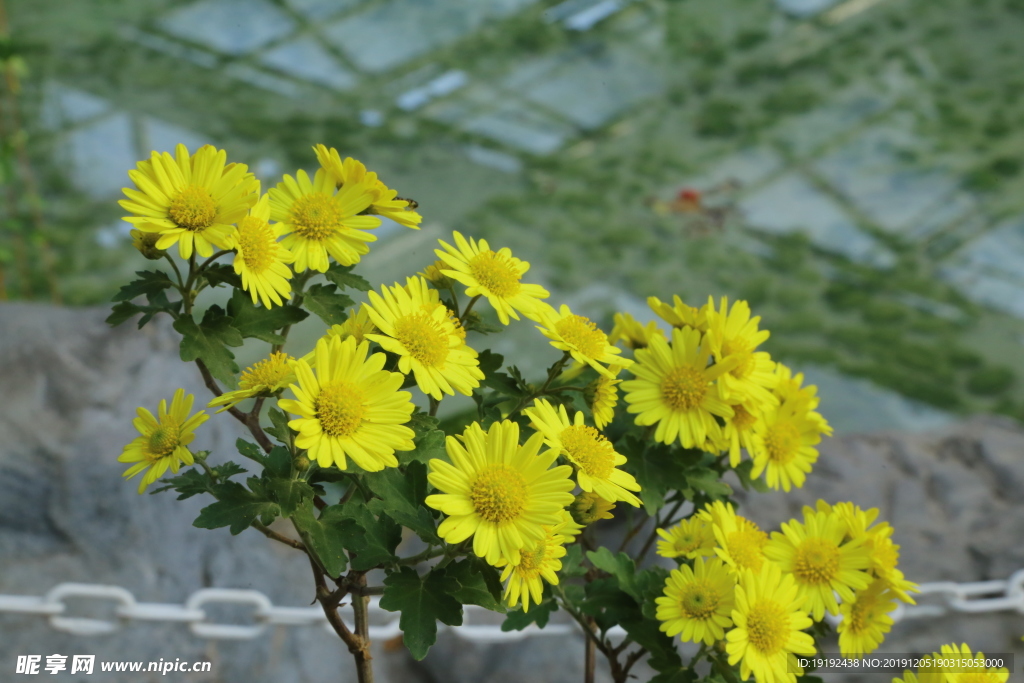 菊花