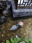 观赏池