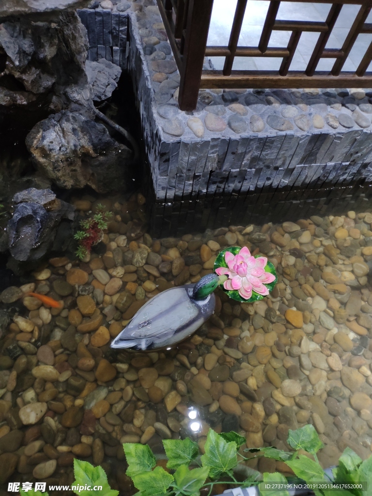 观赏池