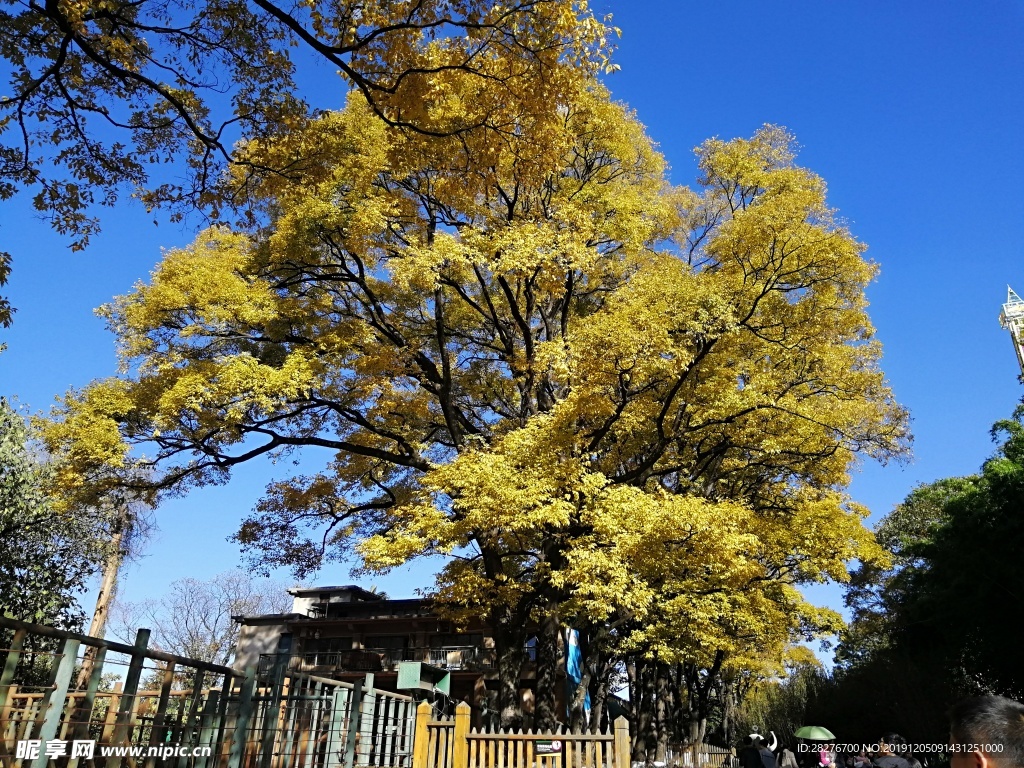 银杏树